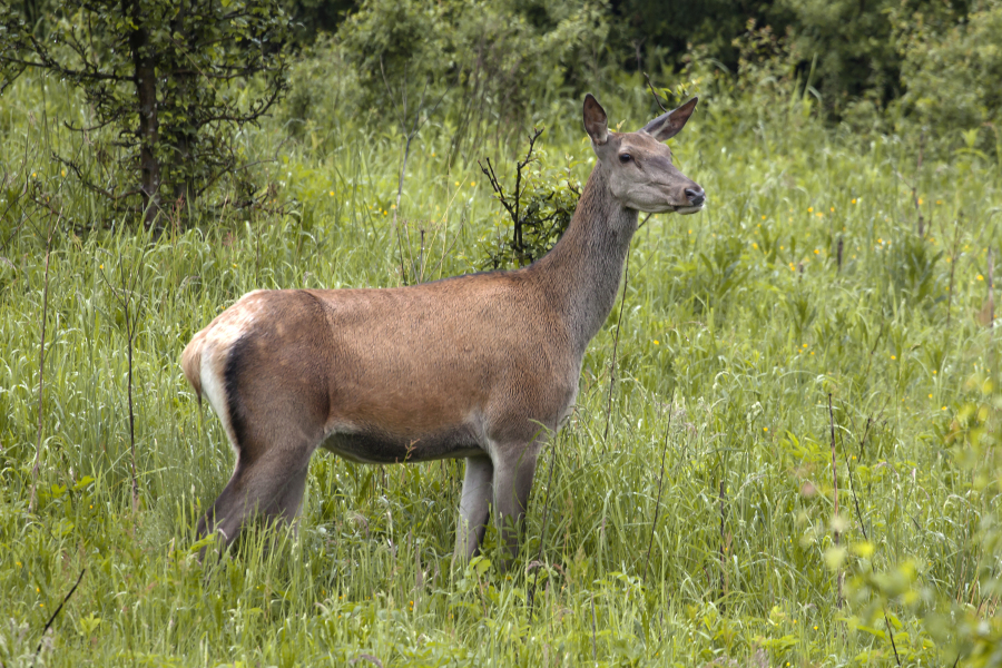 Bieszczady Fauna